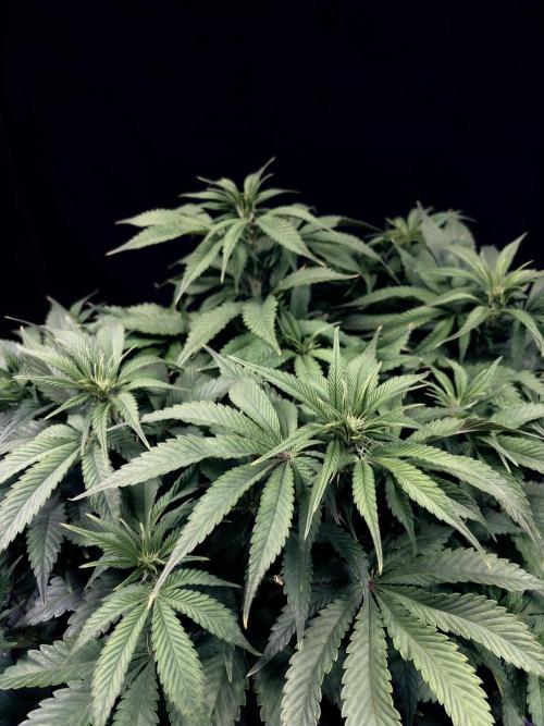 Bio_Hydro|AutoPot_Coco|Ai|New Strains⁠ |. Week 8