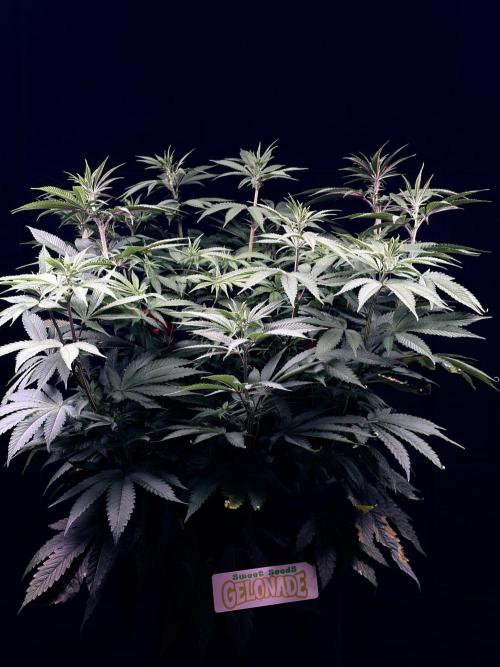 Bio_Hydro|AutoPot_Coco|Ai|New Strains⁠ |. Week 8
