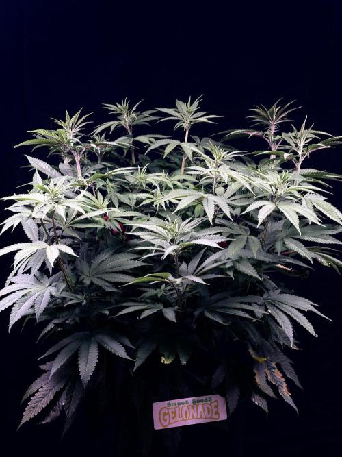 Bio_Hydro|AutoPot_Coco|Ai|New Strains⁠ |. Week 8