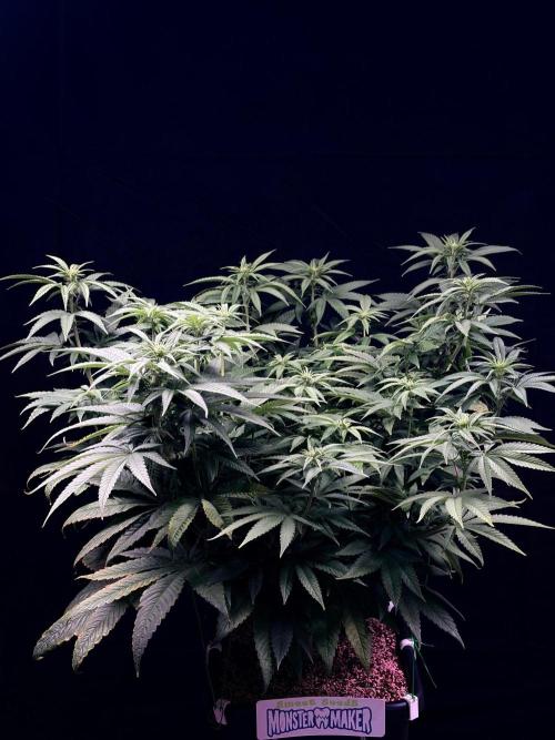 Bio_Hydro|AutoPot_Coco|Ai|New Strains⁠ |. Week 8