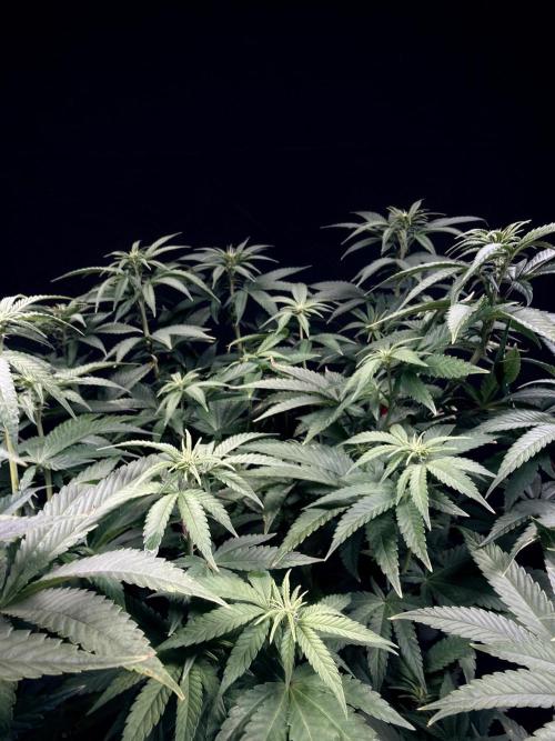 Bio_Hydro|AutoPot_Coco|Ai|New Strains⁠ |. Week 8