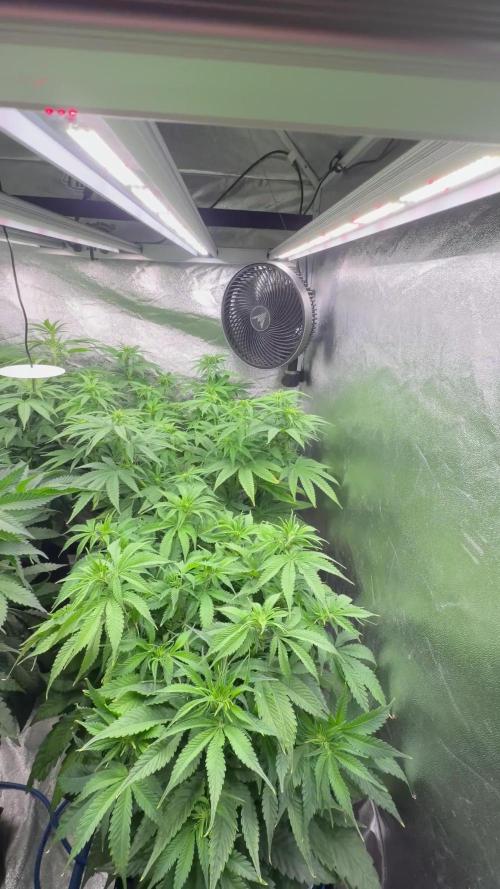 Bio_Hydro|AutoPot_Coco|Ai|New Strains⁠ |