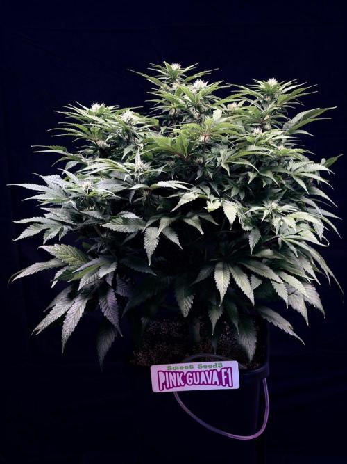 Bio_Hydro|AutoPot_Coco|Ai|New Strains⁠ |. Week 9 - Pink Guava F1