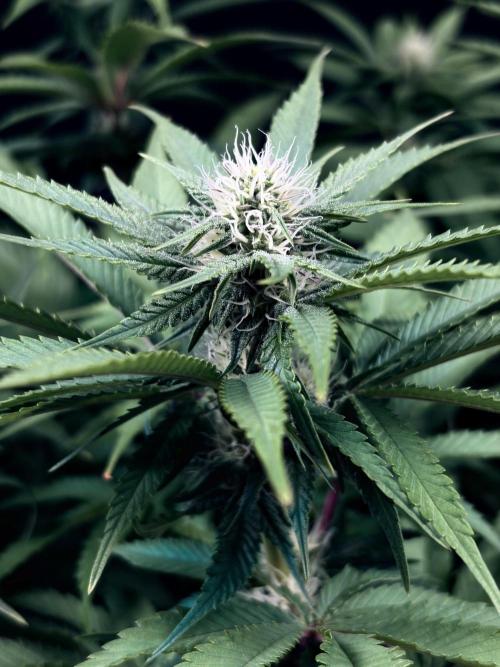 Bio_Hydro|AutoPot_Coco|Ai|New Strains⁠ |. Week 9 - Pink Guava F1