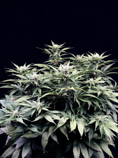 Bio_Hydro|AutoPot_Coco|Ai|New Strains⁠ |. Week 9 - Pink Guava F1