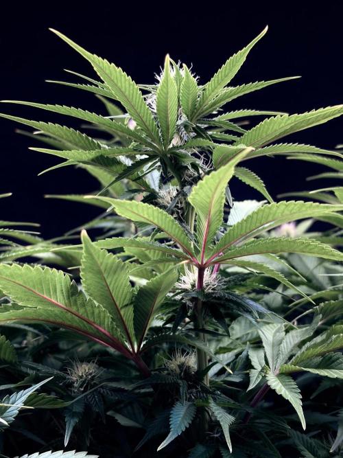 Bio_Hydro|AutoPot_Coco|Ai|New Strains⁠ |. Week 9 - Pink Guava F1