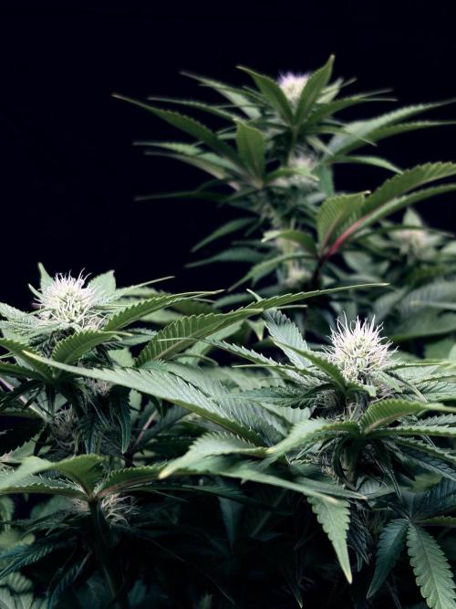 Bio_Hydro|AutoPot_Coco|Ai|New Strains⁠ |. Week 9 - Pink Guava F1