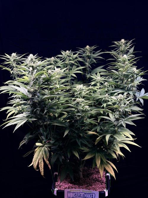 Bio_Hydro|AutoPot_Coco|Ai|New Strains⁠ |. Week 9 - Monster Maker 