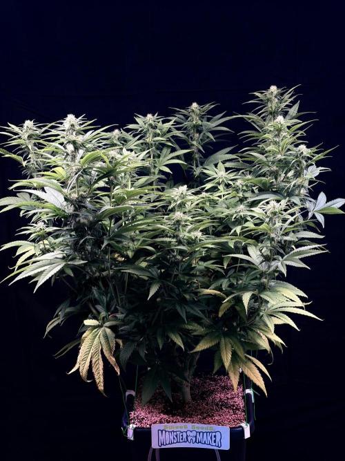 Bio_Hydro|AutoPot_Coco|Ai|New Strains⁠ |. Week 9 - Monster Maker 