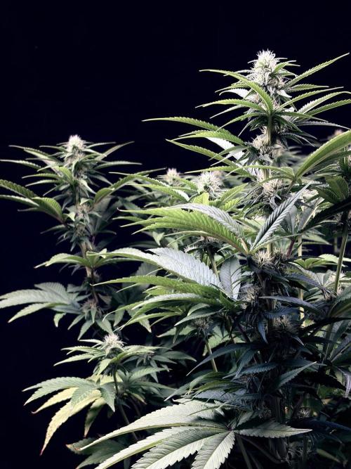Bio_Hydro|AutoPot_Coco|Ai|New Strains⁠ |. Week 9 - Monster Maker 