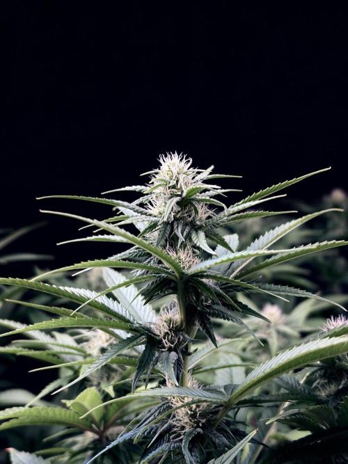 Bio_Hydro|AutoPot_Coco|Ai|New Strains⁠ |. Week 9 - Monster Maker 