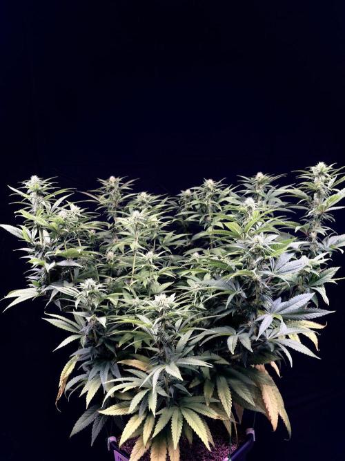 Bio_Hydro|AutoPot_Coco|Ai|New Strains⁠ |. Week 9 - Monster Maker 