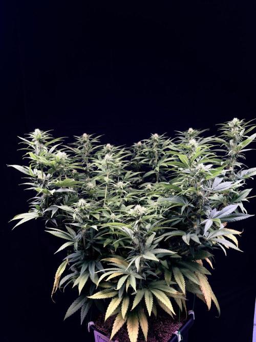 Bio_Hydro|AutoPot_Coco|Ai|New Strains⁠ |. Week 9 - Monster Maker 