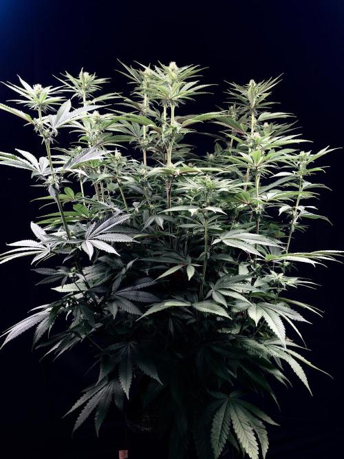Sweet Seeds - Gelonade by MedicaL