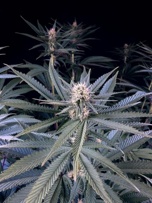 Bio_Hydro|AutoPot_Coco|Ai|New Strains⁠ |. Week 9 - Gelonade