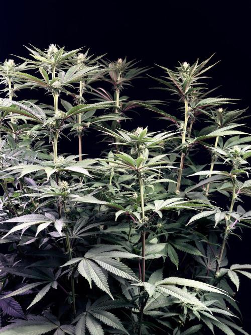 Bio_Hydro|AutoPot_Coco|Ai|New Strains⁠ |. Week 9 - Gelonade
