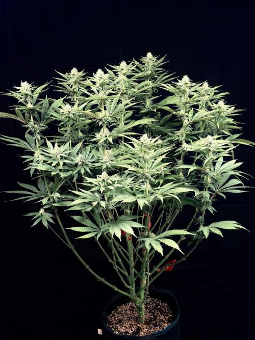 Bio_Hydro|AutoPot_Coco|Ai|New Strains⁠ |. Week 10