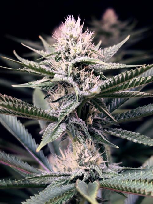 Bio_Hydro|AutoPot_Coco|Ai|New Strains⁠ |. Week 10
