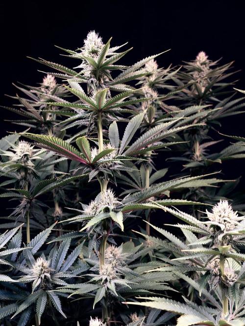 Bio_Hydro|AutoPot_Coco|Ai|New Strains⁠ |. Week 10