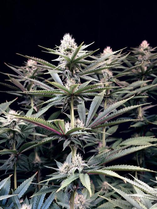 Bio_Hydro|AutoPot_Coco|Ai|New Strains⁠ |. Week 10