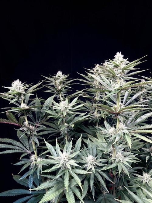 Bio_Hydro|AutoPot_Coco|Ai|New Strains⁠ |. Week 10