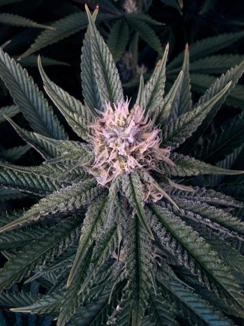Bio_Hydro|AutoPot_Coco|Ai|New Strains⁠ |. Week 10