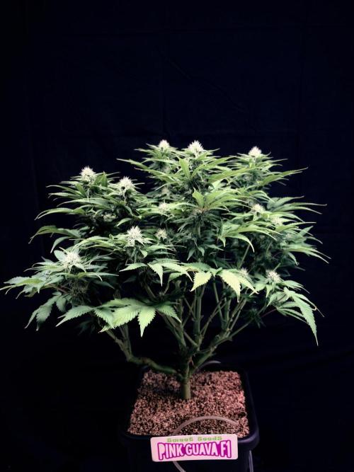 Bio_Hydro|AutoPot_Coco|Ai|New Strains⁠ |. Week 10
