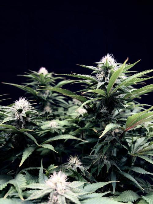 Bio_Hydro|AutoPot_Coco|Ai|New Strains⁠ |. Week 10