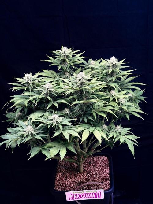 Bio_Hydro|AutoPot_Coco|Ai|New Strains⁠ |. Week 10
