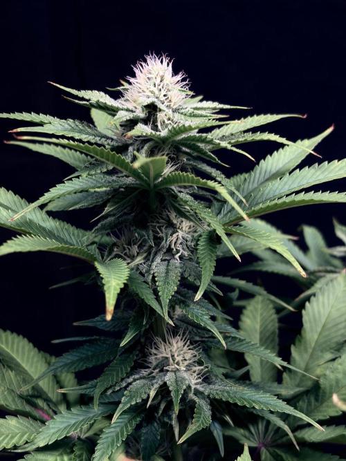 Bio_Hydro|AutoPot_Coco|Ai|New Strains⁠ |. Week 10