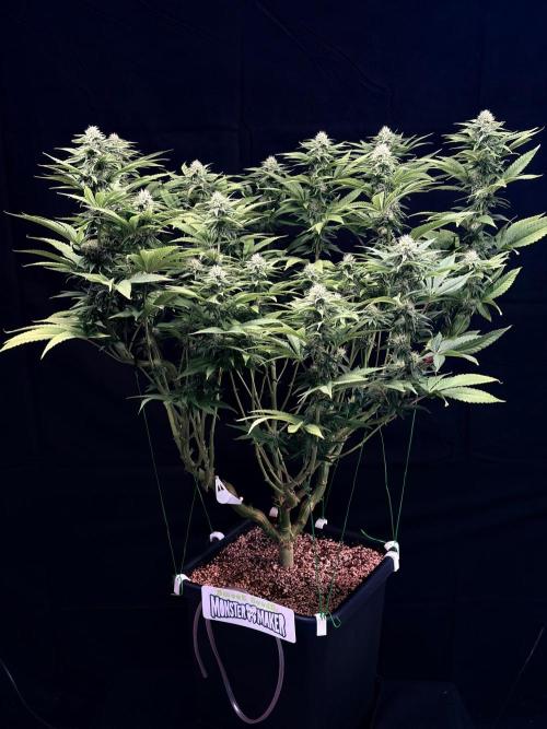 Bio_Hydro|AutoPot_Coco|Ai|New Strains⁠ |. Week 10