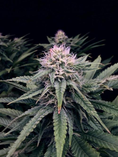 Bio_Hydro|AutoPot_Coco|Ai|New Strains⁠ |. Week 10