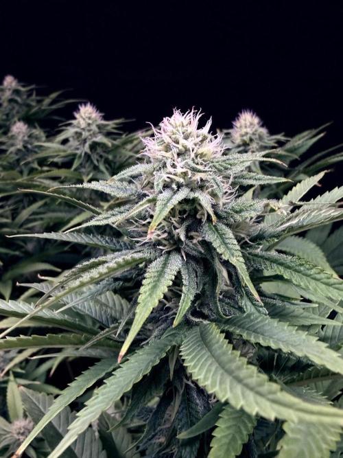 Bio_Hydro|AutoPot_Coco|Ai|New Strains⁠ |. Week 10