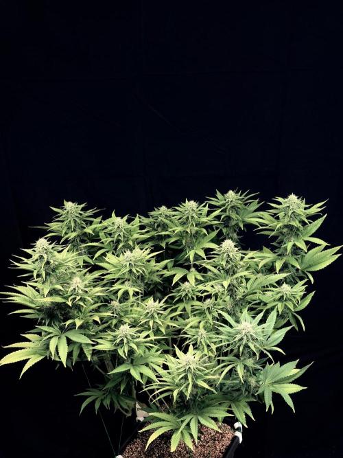 Bio_Hydro|AutoPot_Coco|Ai|New Strains⁠ |. Week 10
