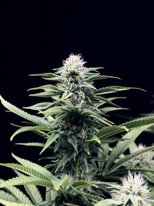 Bio_Hydro|AutoPot_Coco|Ai|New Strains⁠ |. Week 10