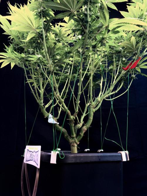 Bio_Hydro|AutoPot_Coco|Ai|New Strains⁠ |. Week 10