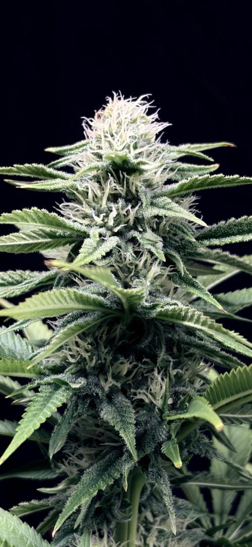 Bio_Hydro|AutoPot_Coco|Ai|New Strains⁠ |. Week 10