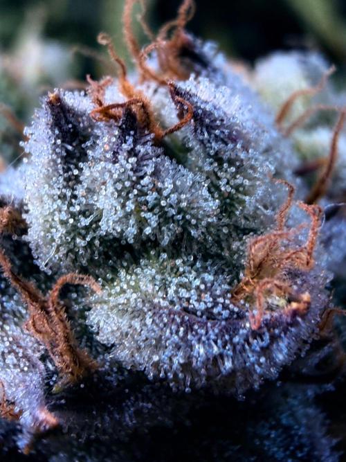 Bio_Hydro|AutoPot_Coco|Ai|New Strains⁠ |. Week 12