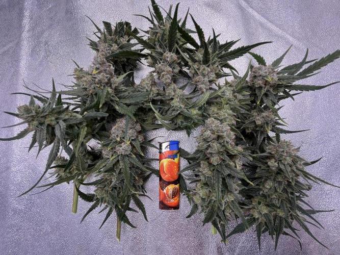 COCO_FAST&SWEET_Buds-3round. Week 11