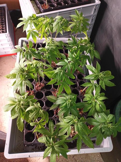 Bunkerlinge Baglung Nepalese 2016 batch. Week 0 - selection by stem rub aroma