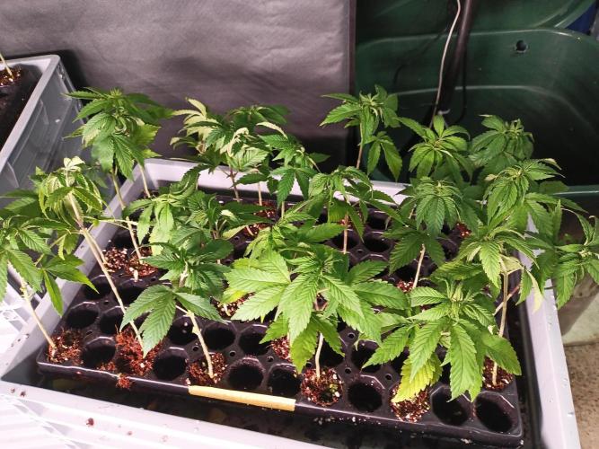 Bunkerlinge Baglung Nepalese 2016 batch. Week 0