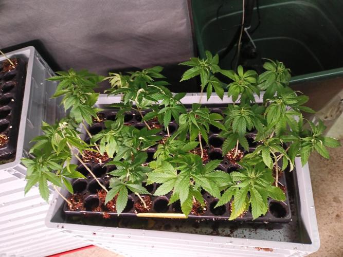 Bunkerlinge Baglung Nepalese 2016 batch. Week 0