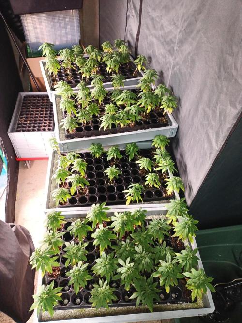 Bunkerlinge Baglung Nepalese 2016 batch. Week 0