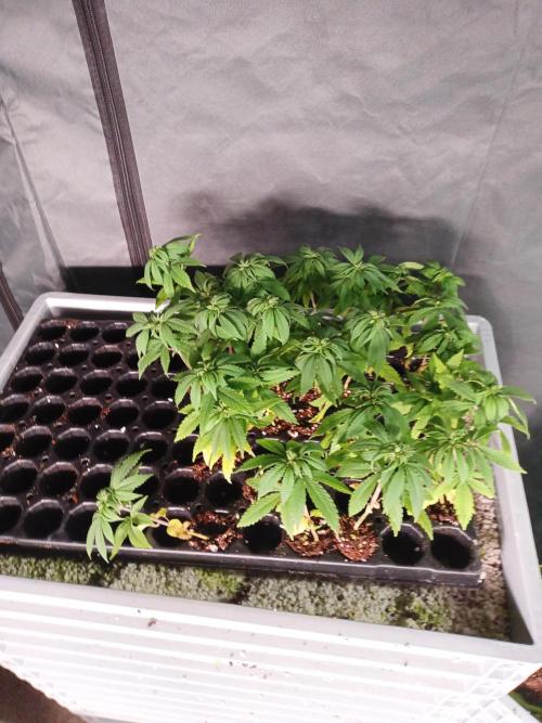 Bunkerlinge Baglung Nepalese 2016 batch. Week 0