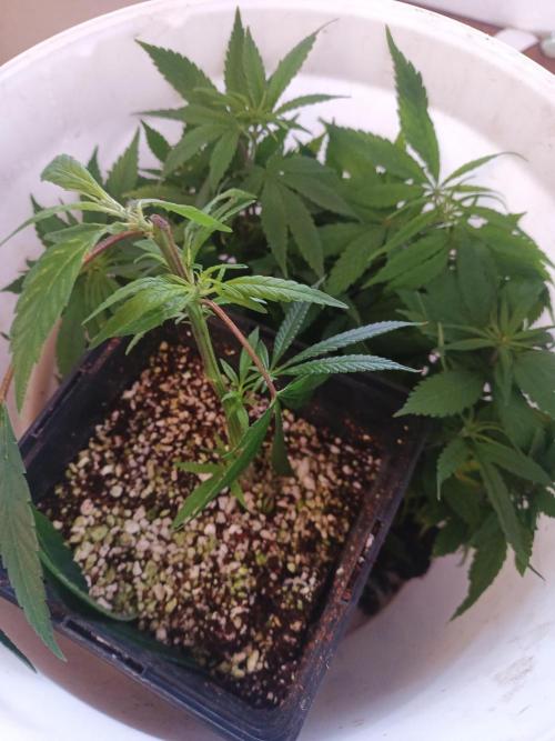 Bunkerlinge Baglung Nepalese 2016 batch. Week 1