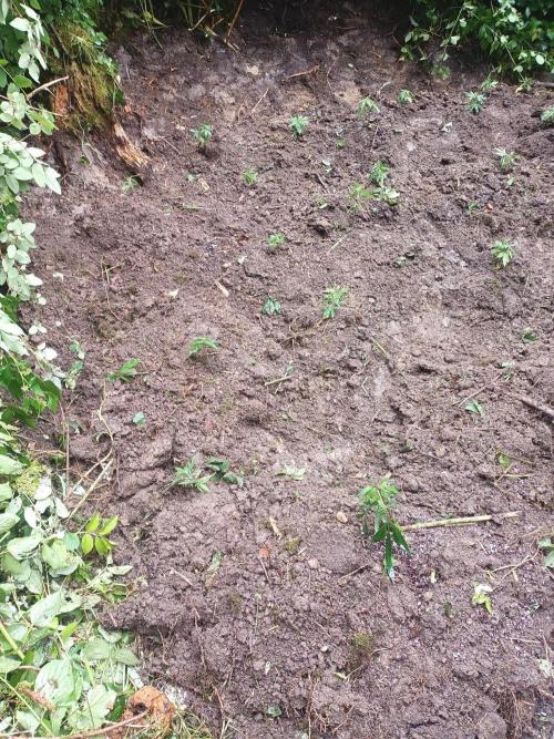 Bunkerlinge Baglung Nepalese 2016 batch. Week 1