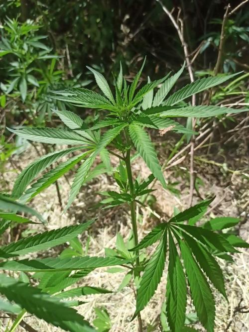 Bunkerlinge Baglung Nepalese 2016 batch. Week 2