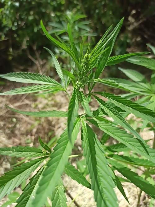 Bunkerlinge Baglung Nepalese 2016 batch. Week 2