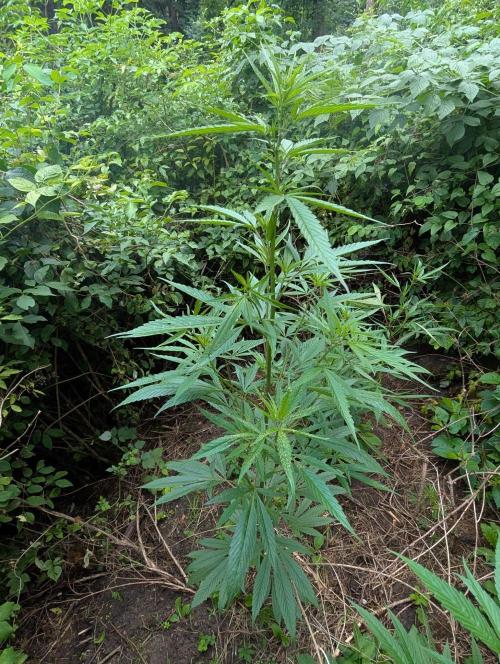 Bunkerlinge Baglung Nepalese 2016 batch. Week 2