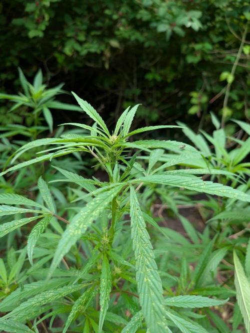 Bunkerlinge Baglung Nepalese 2016 batch. Week 2